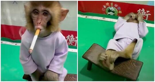 Niatnya Baik ? Video Viral Bayi Monyet 'MEROKOK' Ini Justru Tuai Kemarahan !