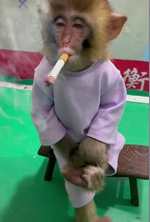 Niatnya Baik ? Video Viral Bayi Monyet 'MEROKOK' Ini Justru Tuai Kemarahan !
