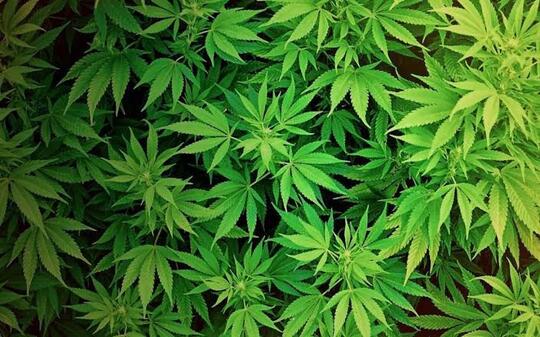 Kalau Ganja Dilegalkan Setuju Atau Tidak?