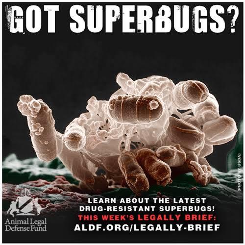 Superbug Dimasa Depan! Sanggupkah Manusia Bertahan?