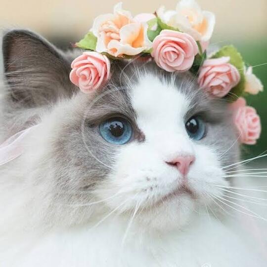Etika Membuang Kucing Peliharaan ⁉️Kalau Kami Melakukan Beberapa Hal Ini🙂