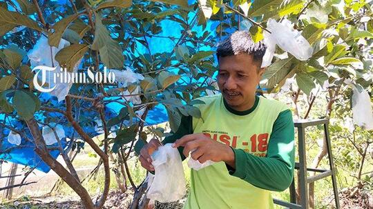 Pensiunan PNS Boyolali Kembangkan Jambu Kristal, Raup Rp 90 Juta Setahun
