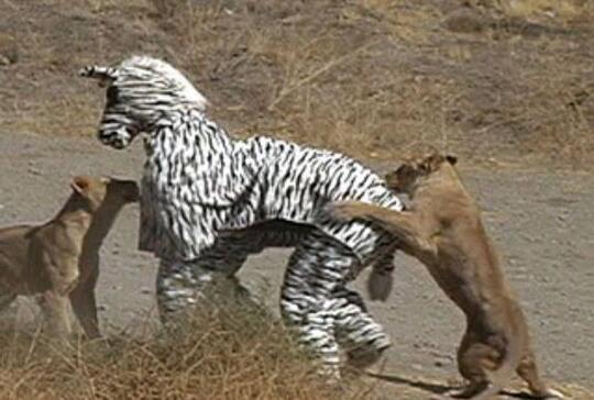 TERKUAK ! Fakta Video 'KOPLAK' 2 Orang Berkostum Zebra Di Kepung Singa Afrika !