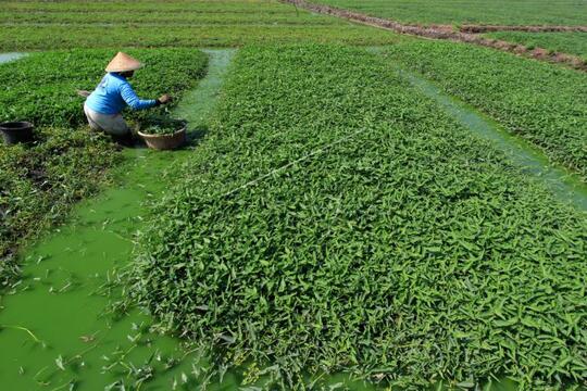 FENOMENA KANGKUNG HINGGA DILARANG DI AMERIKA! BACA SAMPAI HABIS!!!