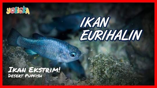 Hebat! Ikan Euryhaline Dapat Hidup Di Dua Air Yang Berbeda