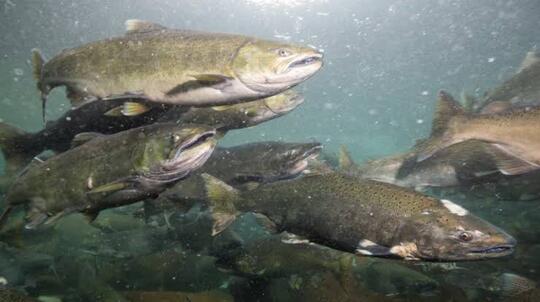 Hebat! Ikan Euryhaline Dapat Hidup Di Dua Air Yang Berbeda