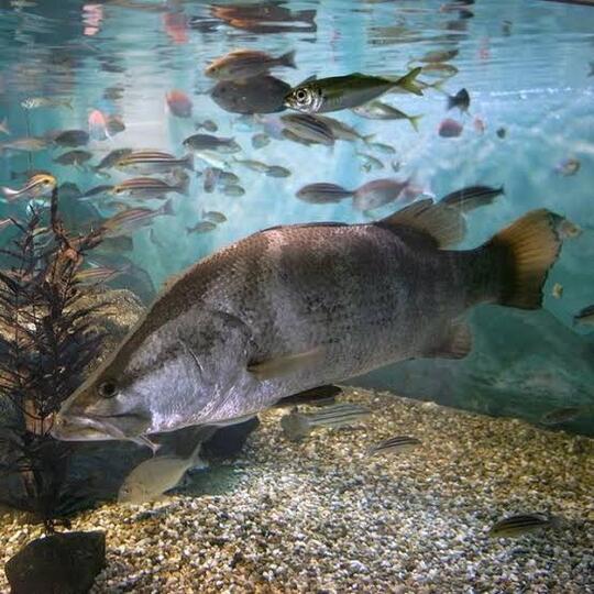 Hebat! Ikan Euryhaline Dapat Hidup Di Dua Air Yang Berbeda