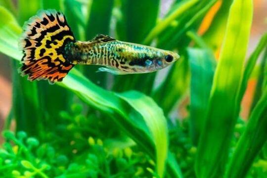 Hebat! Ikan Euryhaline Dapat Hidup Di Dua Air Yang Berbeda
