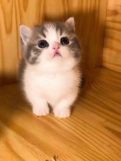 Sisi Lain Tentang Kucing