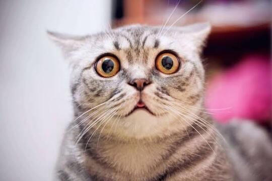 Sisi Lain Tentang Kucing