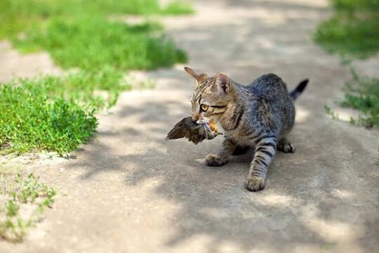 Sisi Lain Tentang Kucing