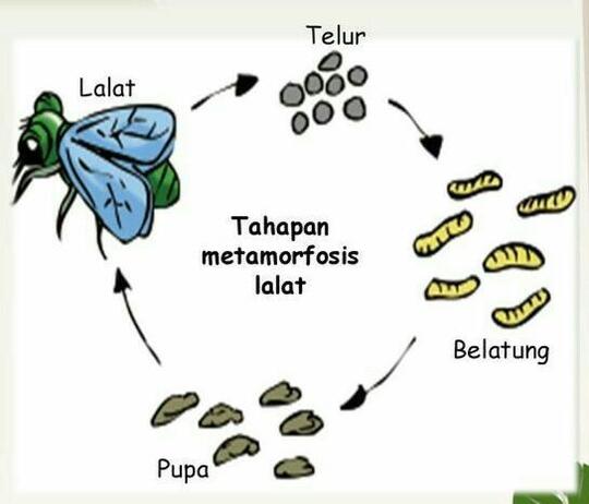 Bukan Belatung, Tapi Cacing Kremi Yang Bisa Berada Di Vagina!