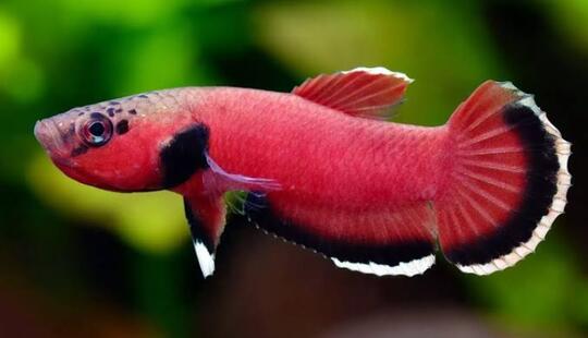 Ternyata, Inilah Makna dan Asal Mula Pemberian Nama Ikan CUPANG di Indonesia