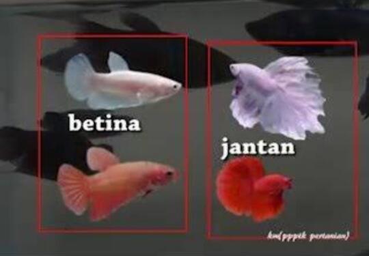 Ternyata, Inilah Makna dan Asal Mula Pemberian Nama Ikan CUPANG di Indonesia
