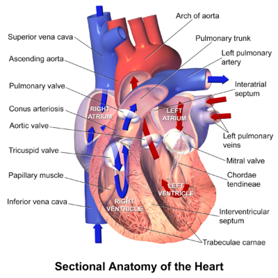 Bukan Cuma Ginjal, Ini Daftar Harga Organ Tubuh Manusia Yang Bisa Kamu Jual!