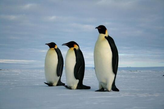 Ini Lho 18 Spesies Penguin! Udah Tau Belum?