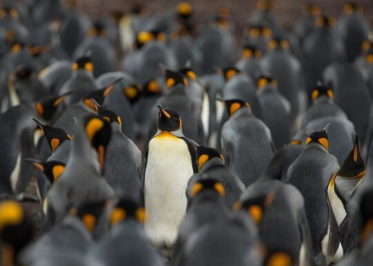 Ini Lho 18 Spesies Penguin! Udah Tau Belum?