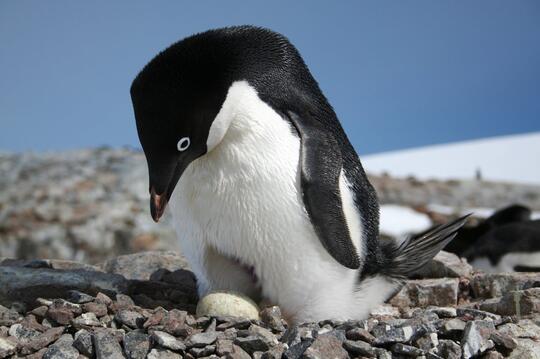 Ini Lho 18 Spesies Penguin! Udah Tau Belum?