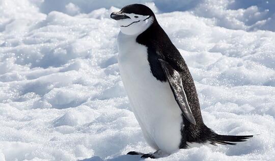 Ini Lho 18 Spesies Penguin! Udah Tau Belum?