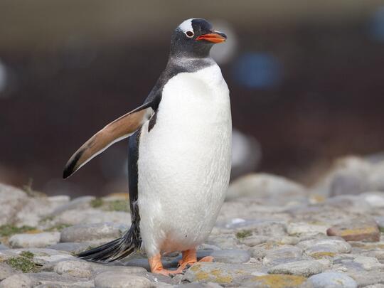 Ini Lho 18 Spesies Penguin! Udah Tau Belum?