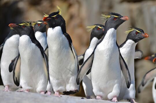 Ini Lho 18 Spesies Penguin! Udah Tau Belum?