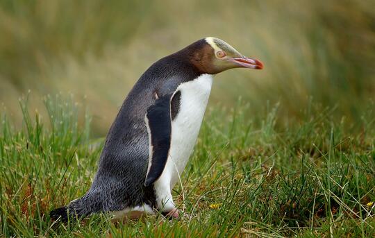 Ini Lho 18 Spesies Penguin! Udah Tau Belum?