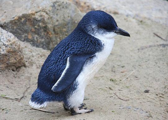 Ini Lho 18 Spesies Penguin! Udah Tau Belum?