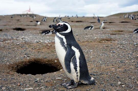 Ini Lho 18 Spesies Penguin! Udah Tau Belum?