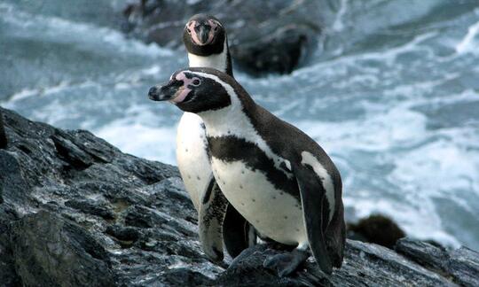 Ini Lho 18 Spesies Penguin! Udah Tau Belum?