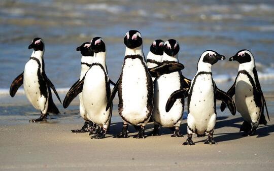 Ini Lho 18 Spesies Penguin! Udah Tau Belum?