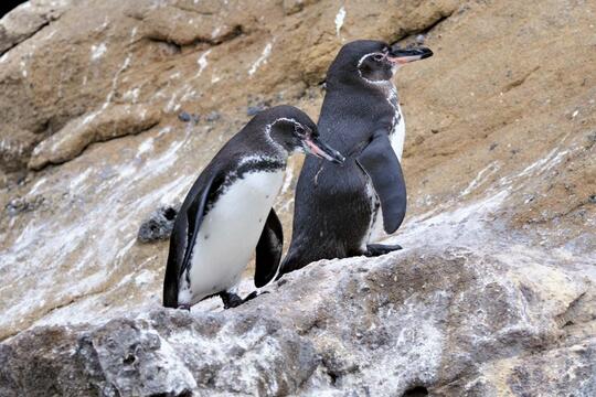 Ini Lho 18 Spesies Penguin! Udah Tau Belum?