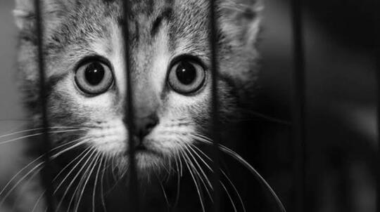 Heboh di Twitter Tukang Tambal Ban Diduga Sodomi Kucing, Apakah Bentuk Kelainan?
