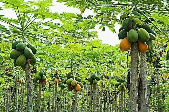 Ternyata Buah yang Sangat Populer ini Bukan Asli dari Indonesia