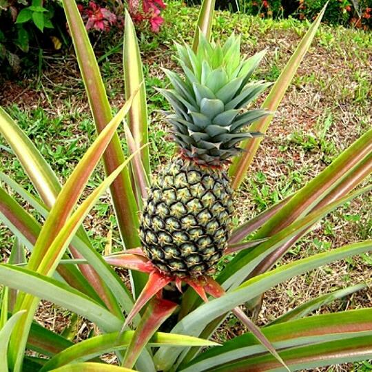 Ternyata Buah yang Sangat Populer ini Bukan Asli dari Indonesia