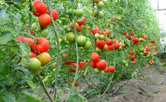 Ternyata Buah yang Sangat Populer ini Bukan Asli dari Indonesia