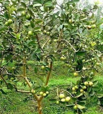 Ternyata Buah yang Sangat Populer ini Bukan Asli dari Indonesia