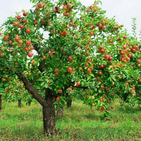 Ternyata Buah yang Sangat Populer ini Bukan Asli dari Indonesia