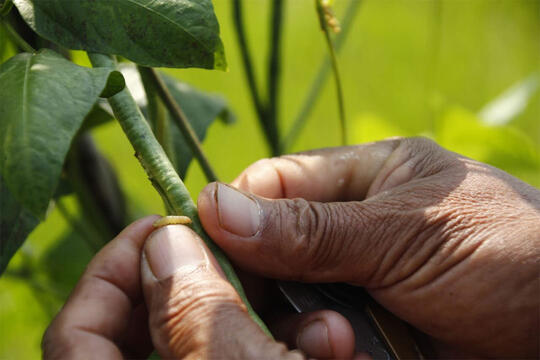 Hama Penyakit yang Bisa Menyerang Tanaman Kacang Panjang