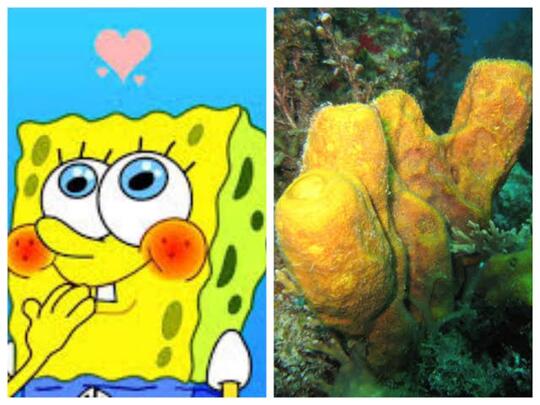 10 Hewan Asli Warga Bikini Bottom yang Ada di Dunia Nyata
