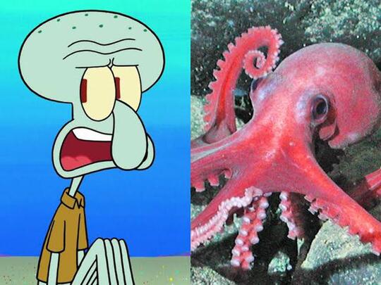 10 Hewan Asli Warga Bikini Bottom yang Ada di Dunia Nyata