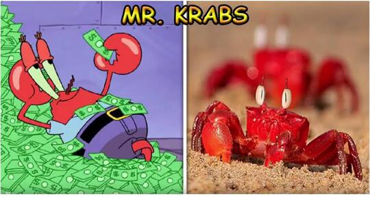 10 Hewan Asli Warga Bikini Bottom yang Ada di Dunia Nyata