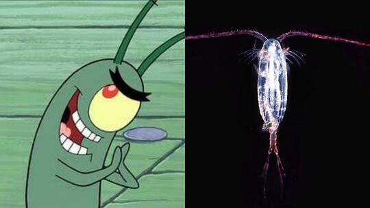 10 Hewan Asli Warga Bikini Bottom yang Ada di Dunia Nyata
