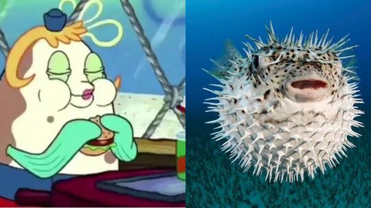 10 Hewan Asli Warga Bikini Bottom yang Ada di Dunia Nyata