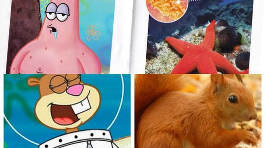 10 Hewan Asli Warga Bikini Bottom yang Ada di Dunia Nyata