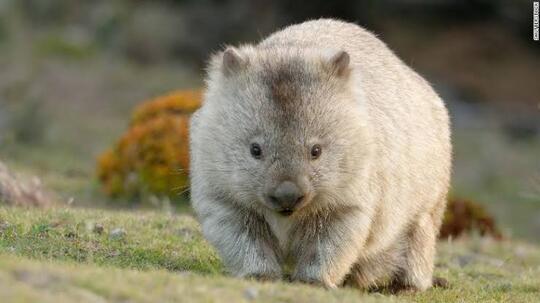 Keunikan Wombat, Hewan Asal Australia yang Kotorannya Kubus dan Miliki Kekuatan Super