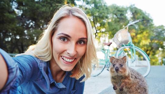 Keunikan Wombat, Hewan Asal Australia yang Kotorannya Kubus dan Miliki Kekuatan Super