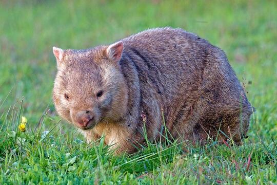 Keunikan Wombat, Hewan Asal Australia yang Kotorannya Kubus dan Miliki  Kekuatan Super | KASKUS