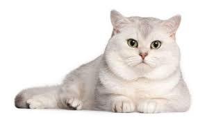 KUCING SULTAN YANG HARGANYA SETARA 1 ( SATU ) UNIT MOTOR