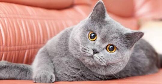 KUCING SULTAN YANG HARGANYA SETARA 1 ( SATU ) UNIT MOTOR