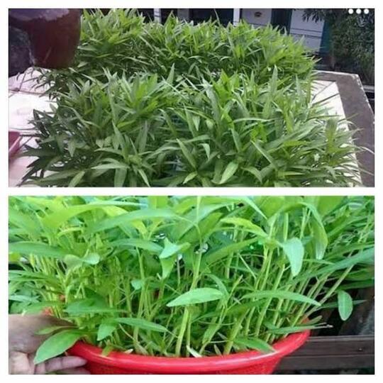 Ternyata Ini Alasan Kenapa Orang Bule Nolak Makan Kangkung?